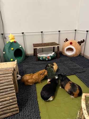 Customer photo review of 🎄 Oh Tannenbaumhaus – Das kuschelige Weihnachts-Versteck für deine Meerschweinchen