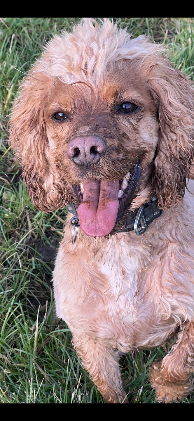 Customer photo review of Pet Probiotic Shampoo