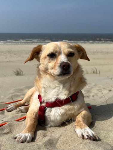 Iris H. review of Personalisierte Leinwand - Royal Haustier image 1 out of 1