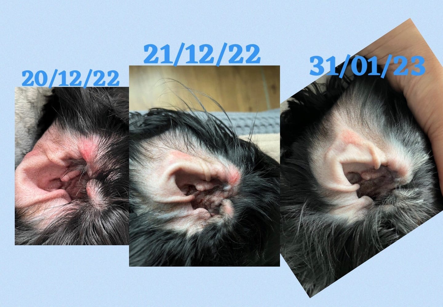 Customer photo review of Pet Probiotic Ear Care - 100ml Spray
