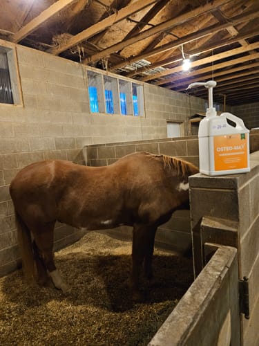 Customer's Osteo-MAX supplement jug with a pump, seen in a stable next to their brown horse.