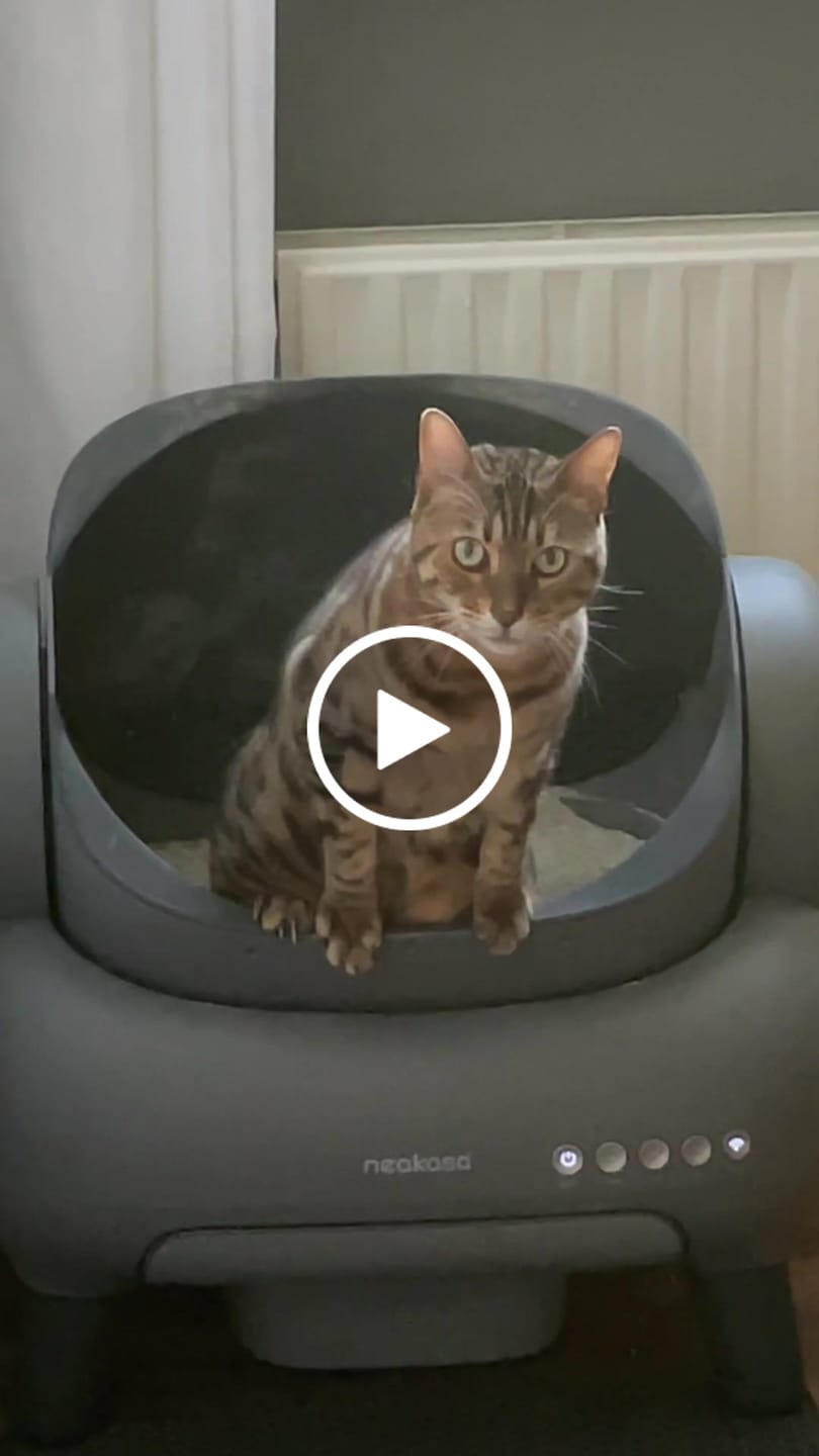 Customer video review of Neakasa M1 Plus Selbstreinigende Katzentoilette mit offenem Design – Verbesserte Version