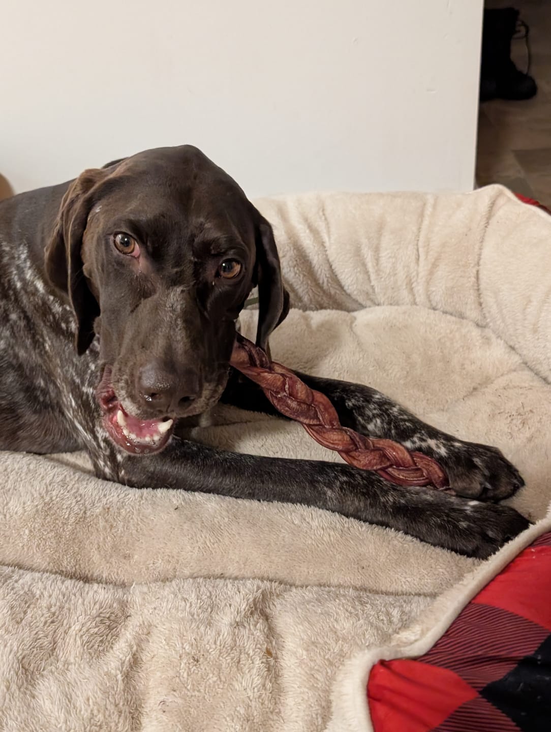 Customer photo review of 12 Inch Thick Braided Bully Stick