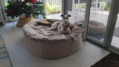 Leonie B. review of Large Rebound Foam Mattress Dog Bed - Interior/Outdoor image 1 out of 1