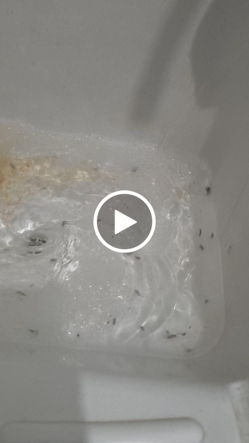 Customer video review of Pastilhas Sterily