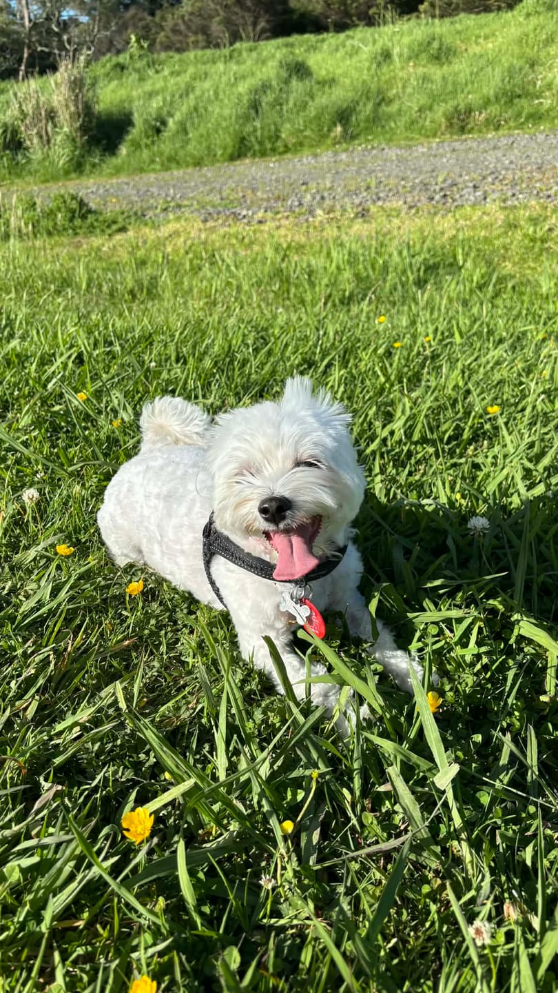 Customer photo review of Joint Health Powder for Dogs