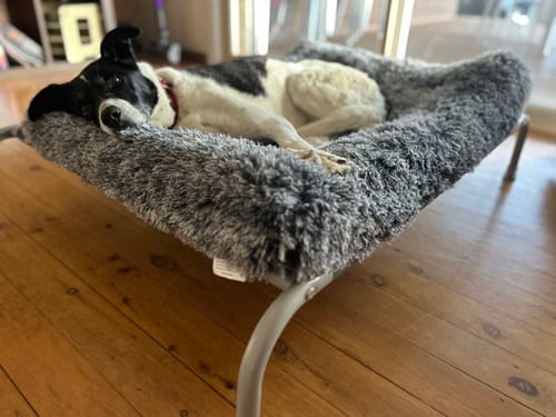 Reviewer's black and white dog resting comfortably on a plush grey bed placed on the Outdoor Dog Bed.