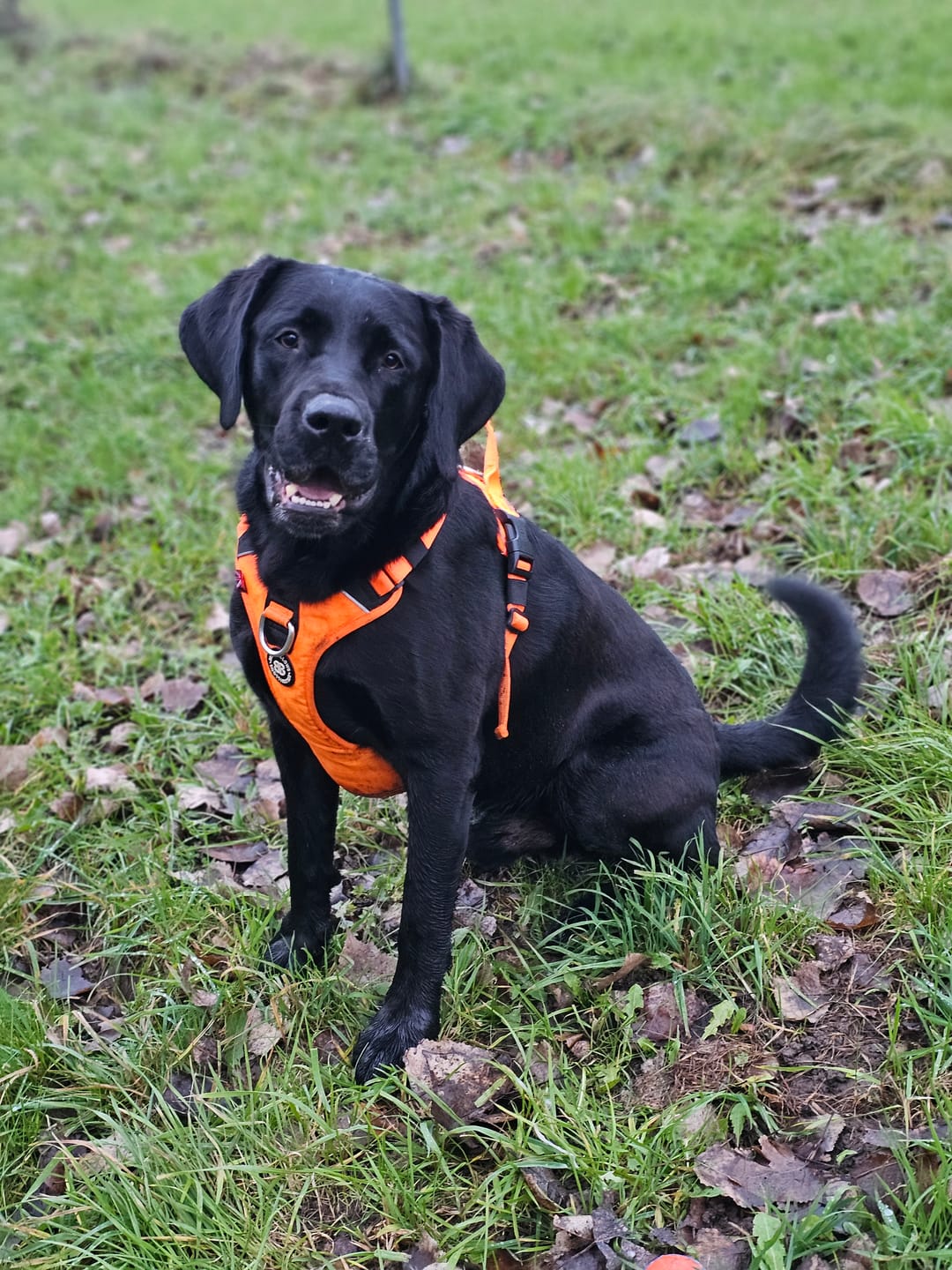 Customer photo review of Anti Pull Hurricane Harness Lighter | With Handle - Orange