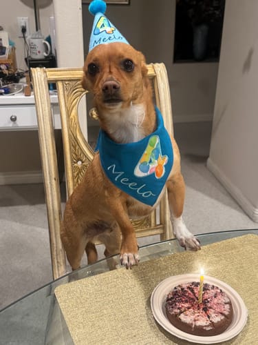 Customer photo review of Lite Personalized Dog Party Pack