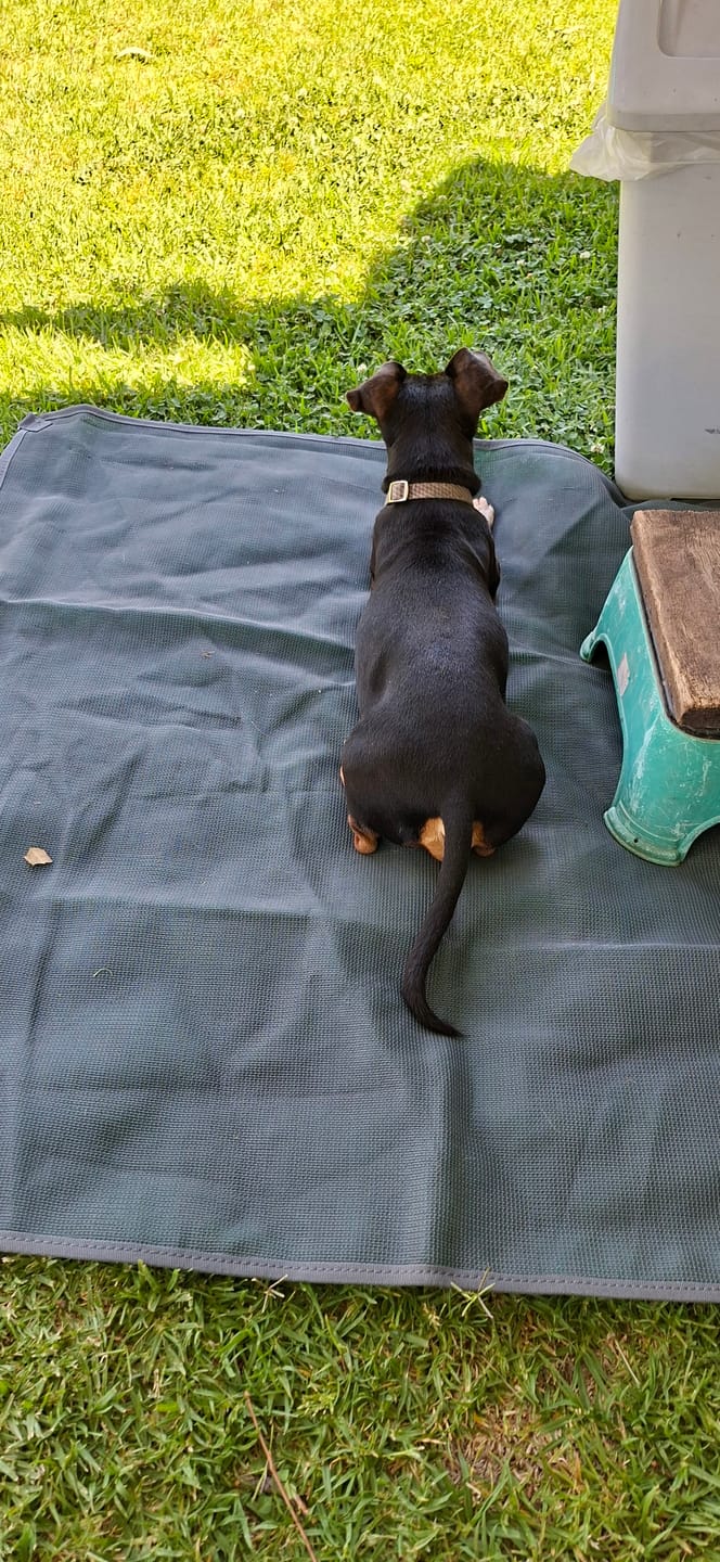Customer photo review of Mini Mat
