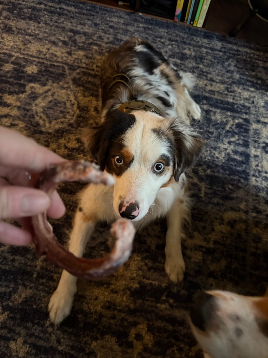Customer photo review of Small Bully Stick Ring