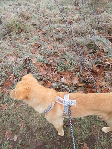 Iris F. review of Ziggy Latte Y-Geschirr – Leicht & Sanft für Sensible Hunde image 1 out of 1