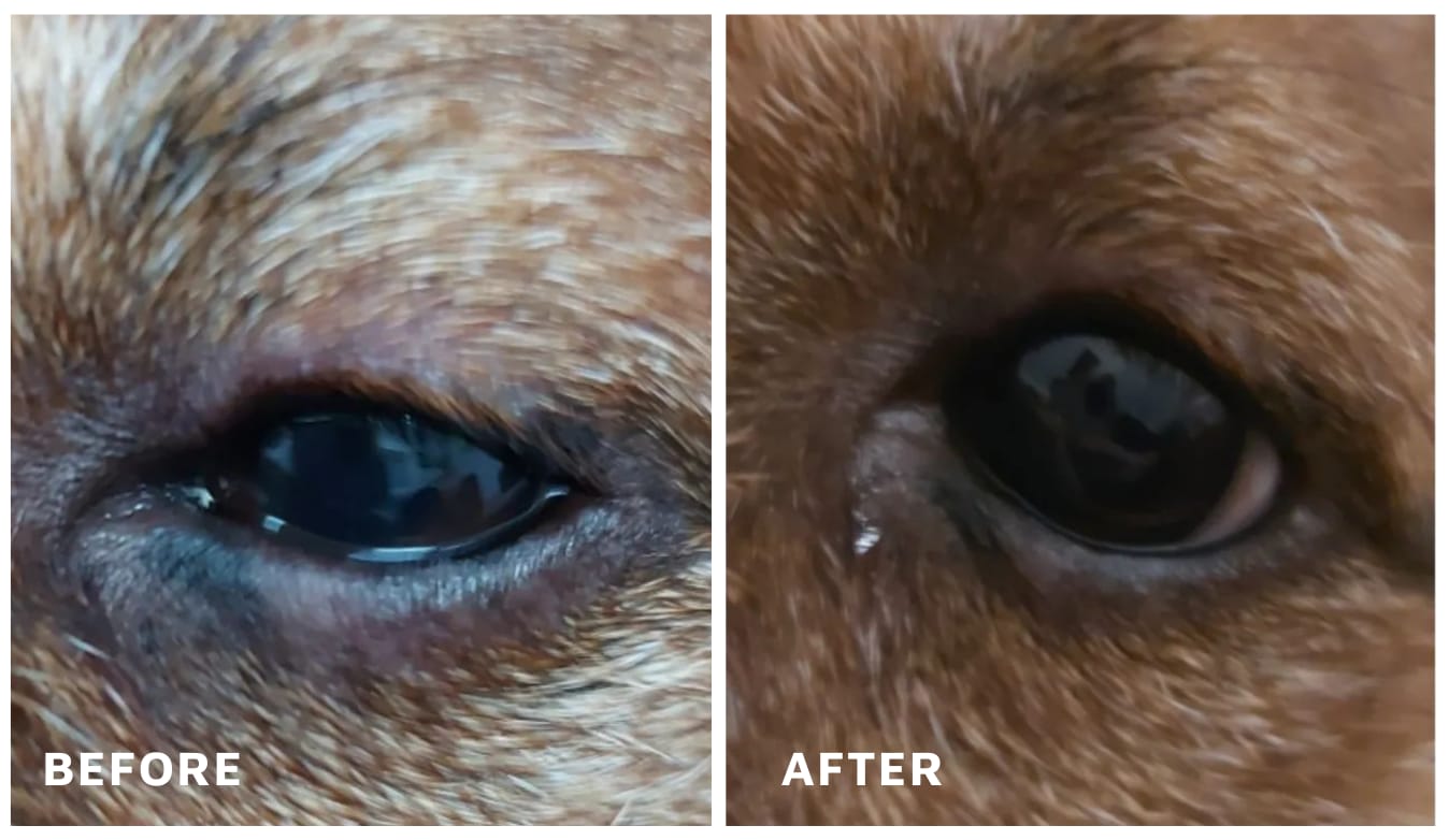 Customer photo review of Pet Probiotic Eye Care - 100ml Spray