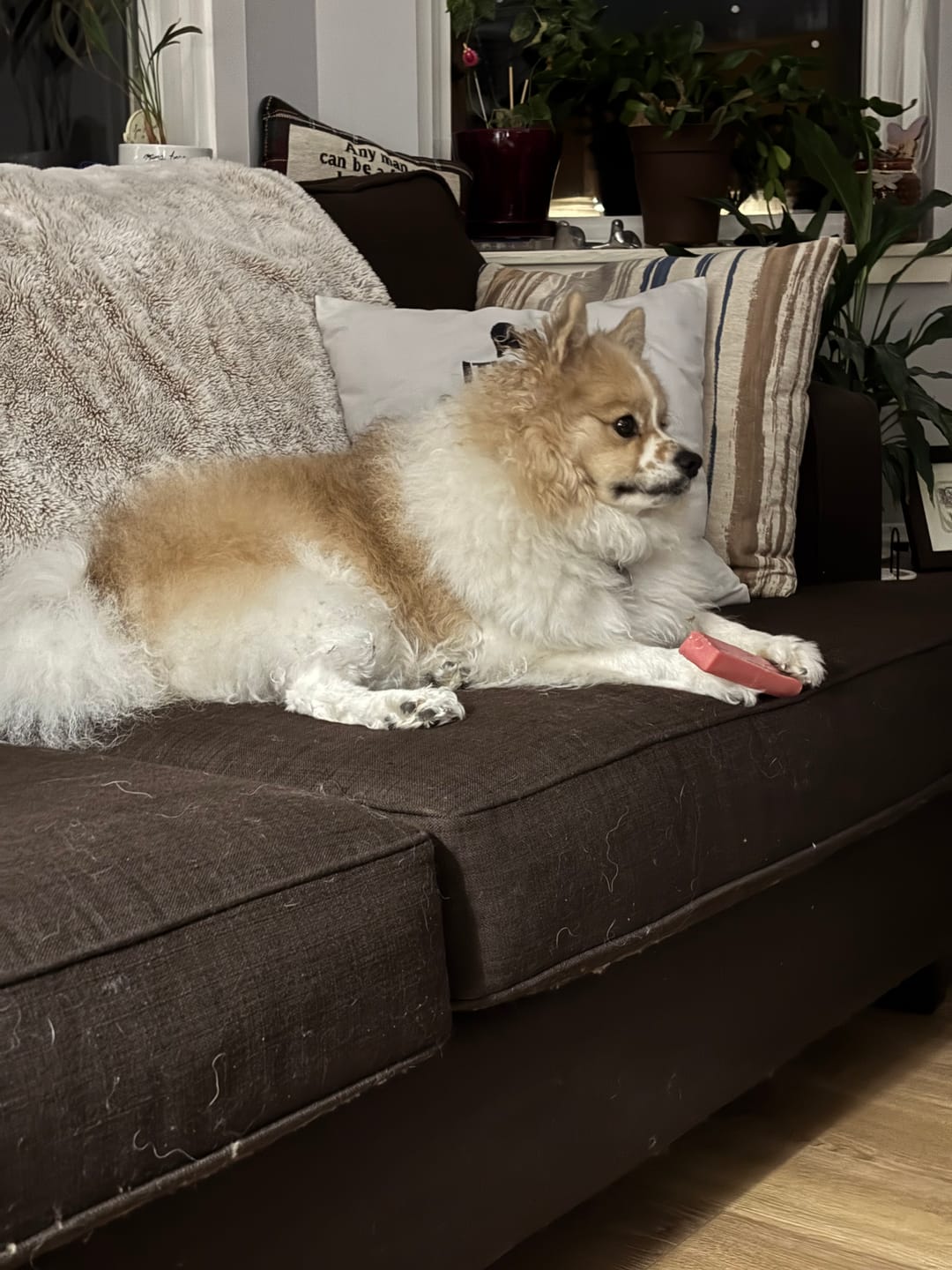 Customer photo review of Himalayan Yak Chew (MEDIUM)