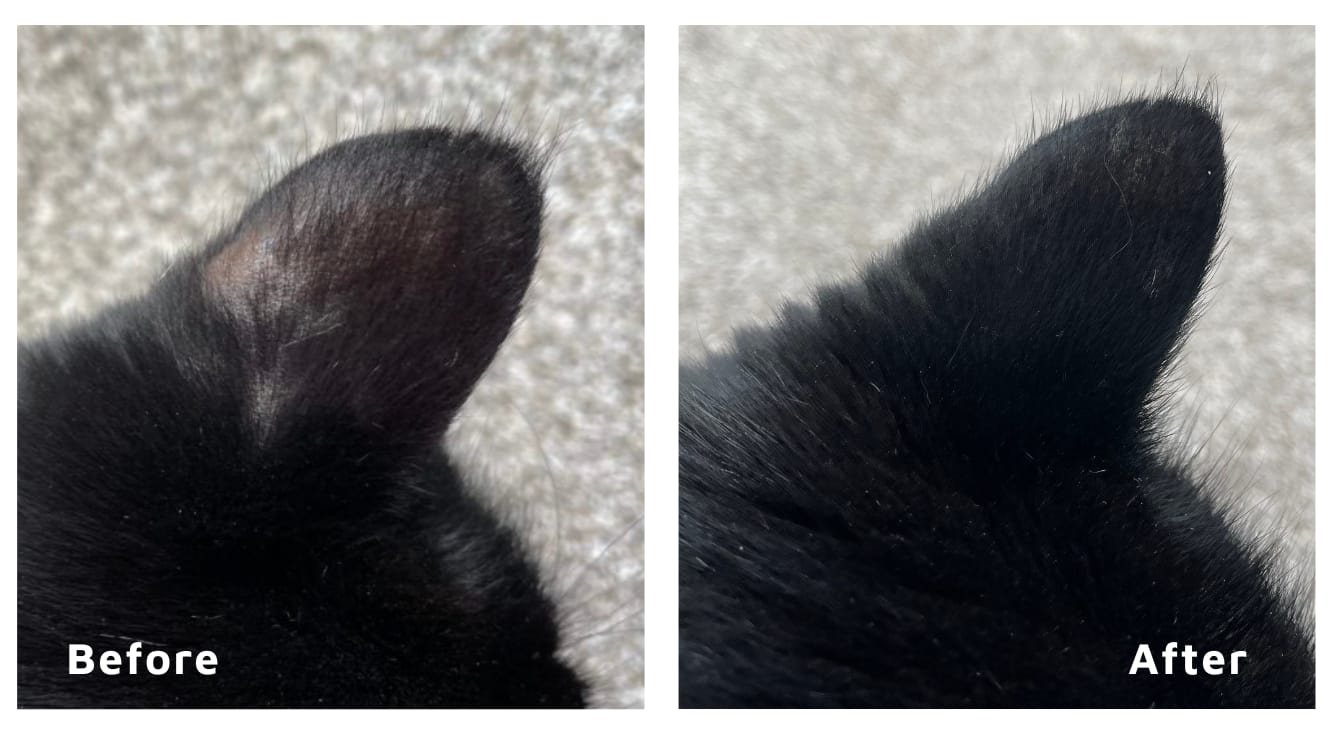 Customer photo review of Pet Probiotic Ear Care - 100ml Spray