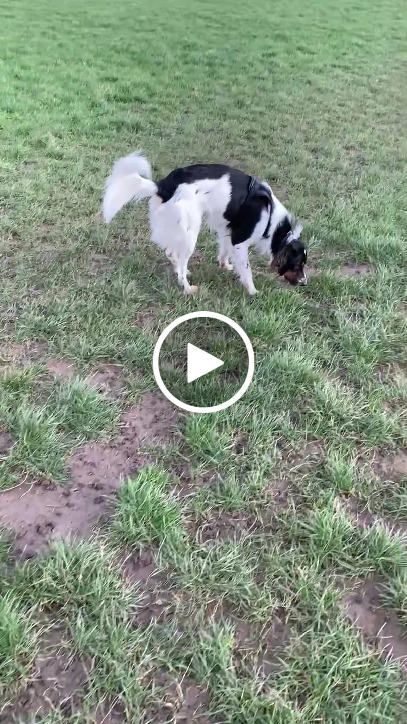 Customer video review of Darmflora Test Basic Hund