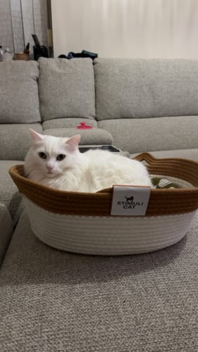 Customer photo review of Instinct Basket | Handwoven & Chemical-Free Cat Territory