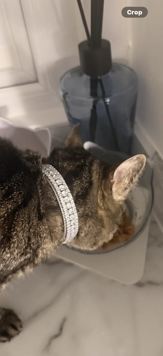 Customer photo review of Cat Duo Pack
