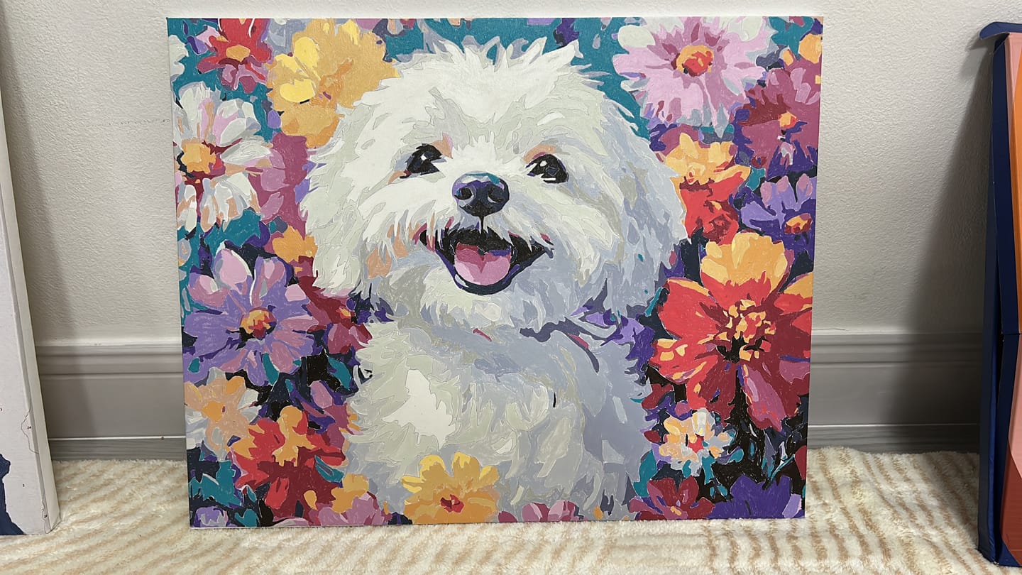 Customer photo review of Bichon Frise