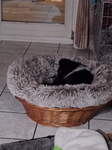 Customer photo review of Hundebett - Katzenbett rund Wuscheldonut
