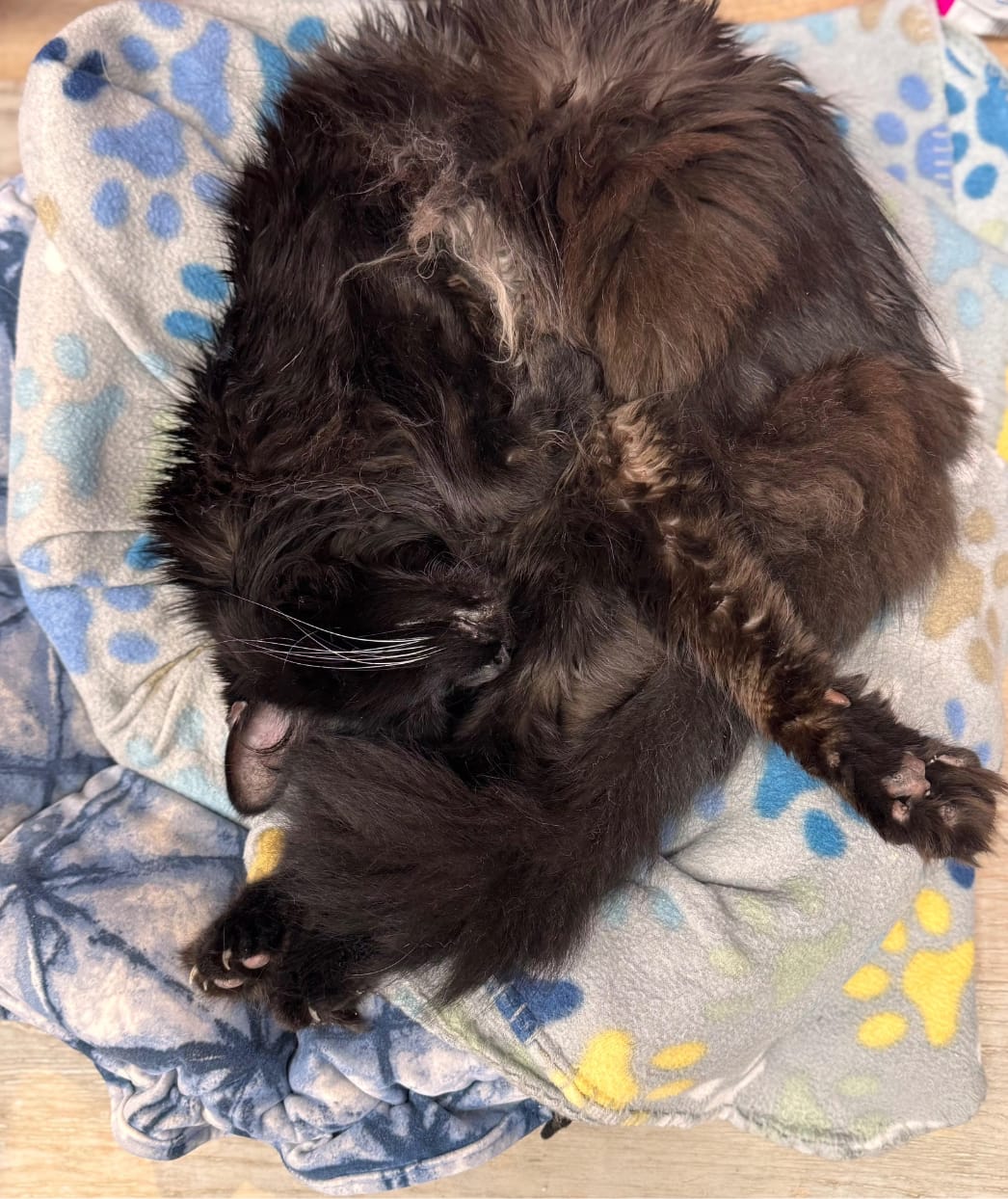 Customer photo review of Pet Massage Oil - Tvati