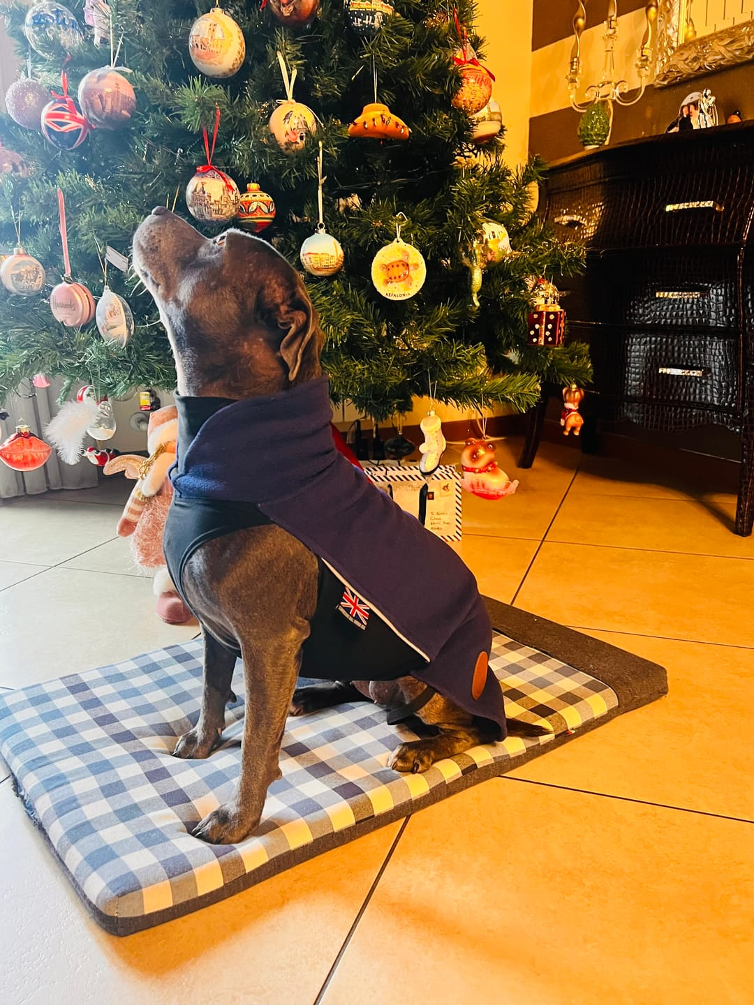 Customer photo review of Staffordshire Bull Terrier 1935® Fleece Coat - Navy Blue