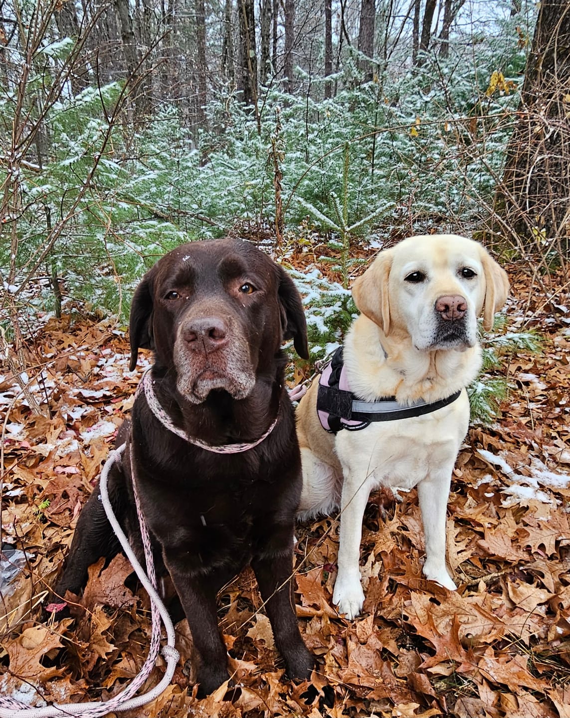 Customer photo review of Bison Liver Treats