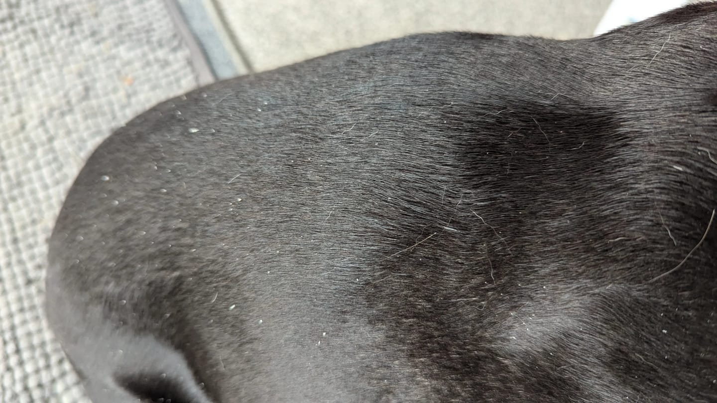 Customer photo review of Pet Probiotic Allergen-Free - 300ml Spray