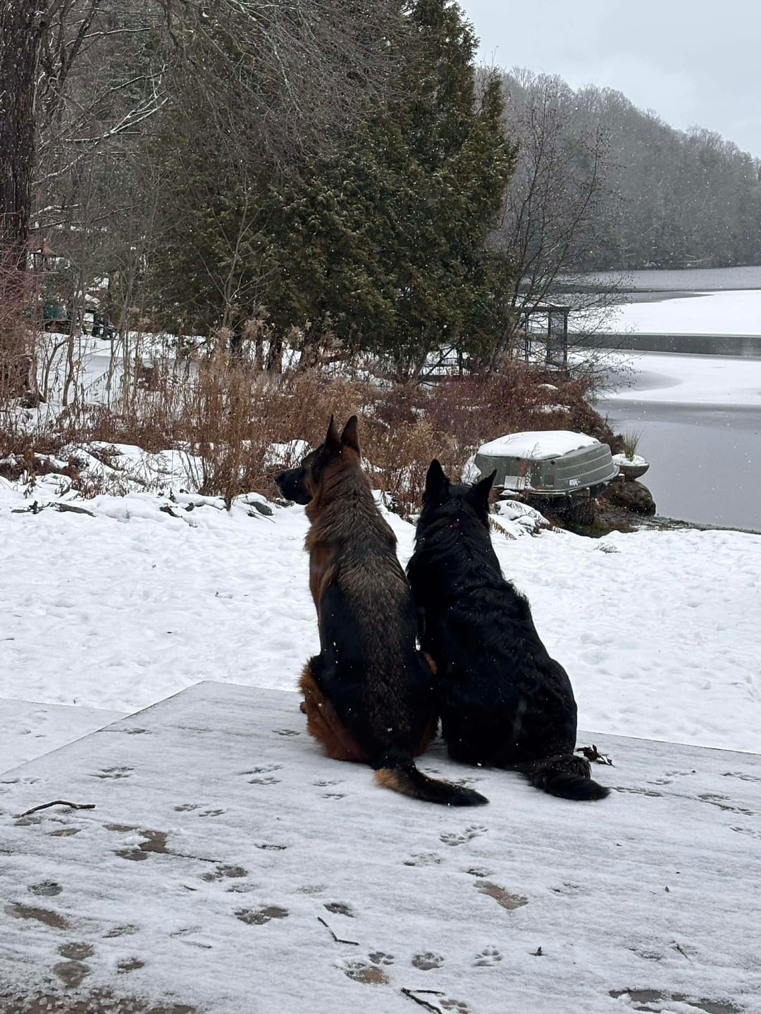 Customer photo review of K9 Choice - Os pour chien congelé - 3lb