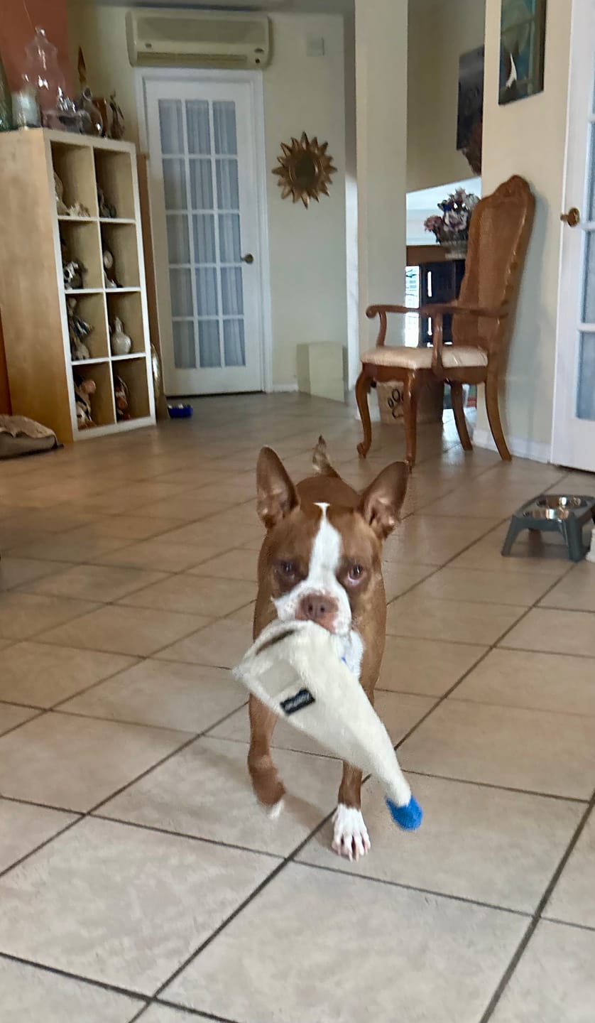 Customer photo review of Horizon Legacy - Nourriture pour chien haut de gamme
