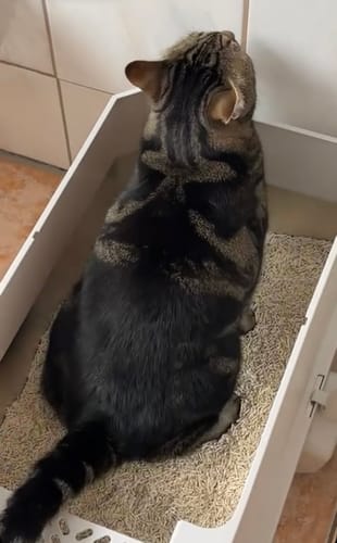 Jule T. review of Naturreines Katzenstreu image 1 out of 1