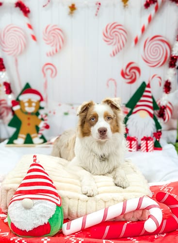 Alexandra B. review of Bonbons de Noël image 1 out of 1