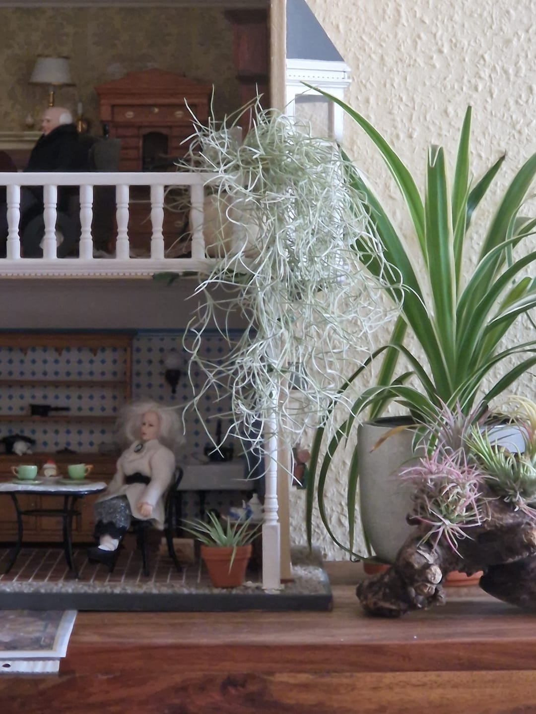 Customer photo review of Tillandsia usneoides - Lousianamoos