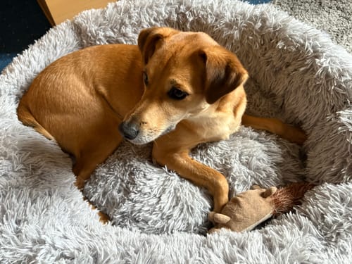 Customer photo review of Puppery Hundebett Wolke 7 - Das Original