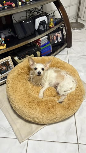 La perrita de una clienta descansa en su Cama Antiestrés redonda y afelpada de color canela.
