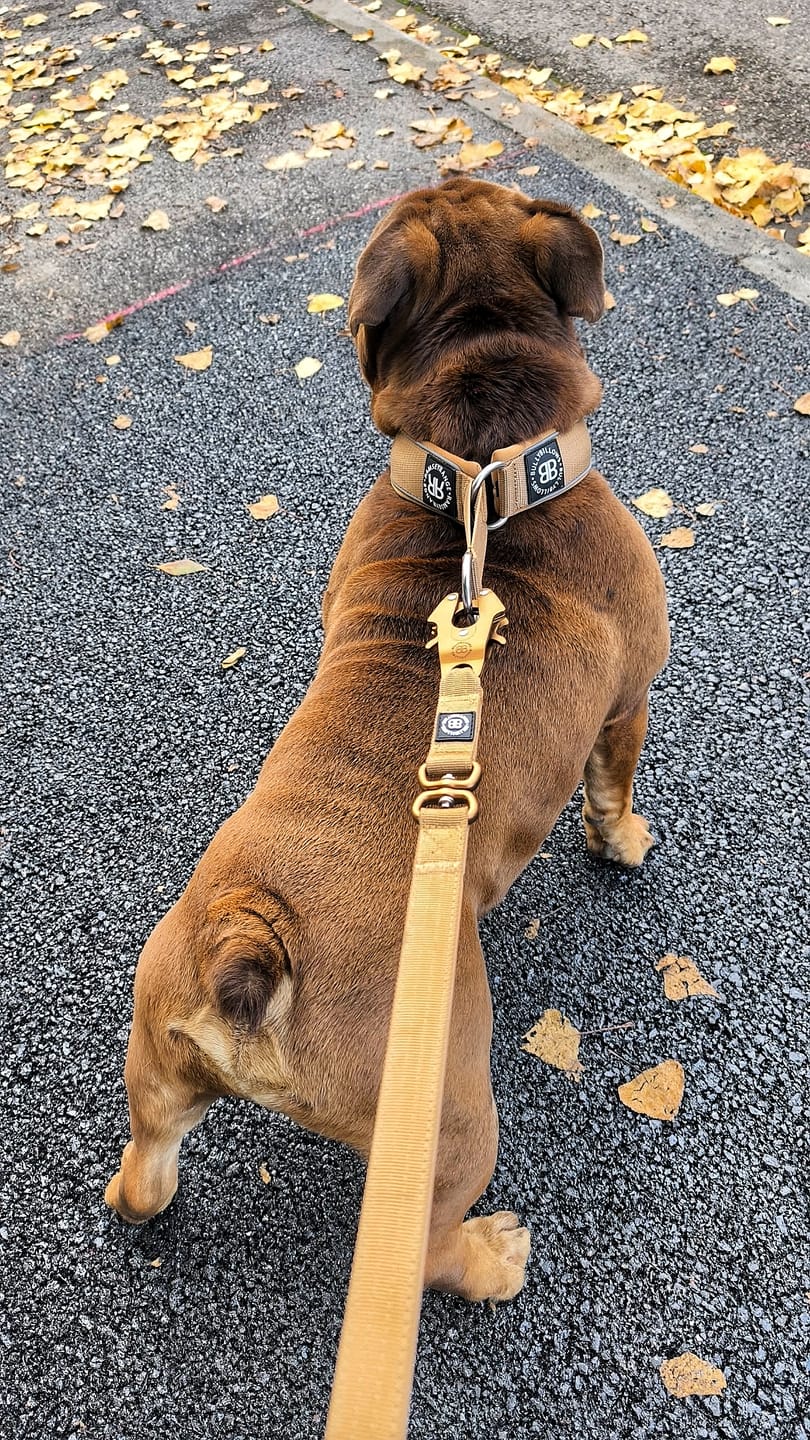 Customer photo review of 1.4m Lighter Swivel Combat Lead | Anti-Tangle & Secure Clip - Tan x Tan