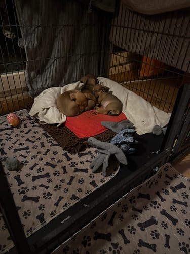 Customer photo review of PuppyPad