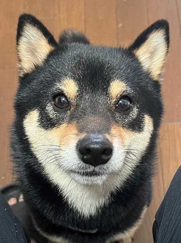 Customer photo review of FunFunPet 高機能ハーネス（お名前タグ作成サービス付き）