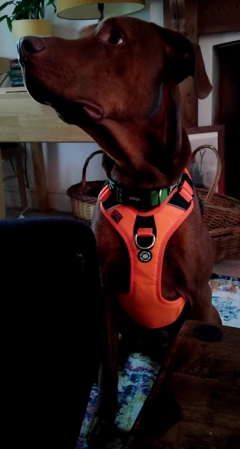 Customer photo review of Harness Seat Belt Safety Strap
