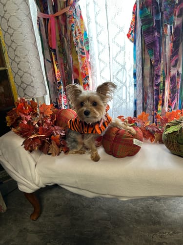 Customer photo review of PuppyPad