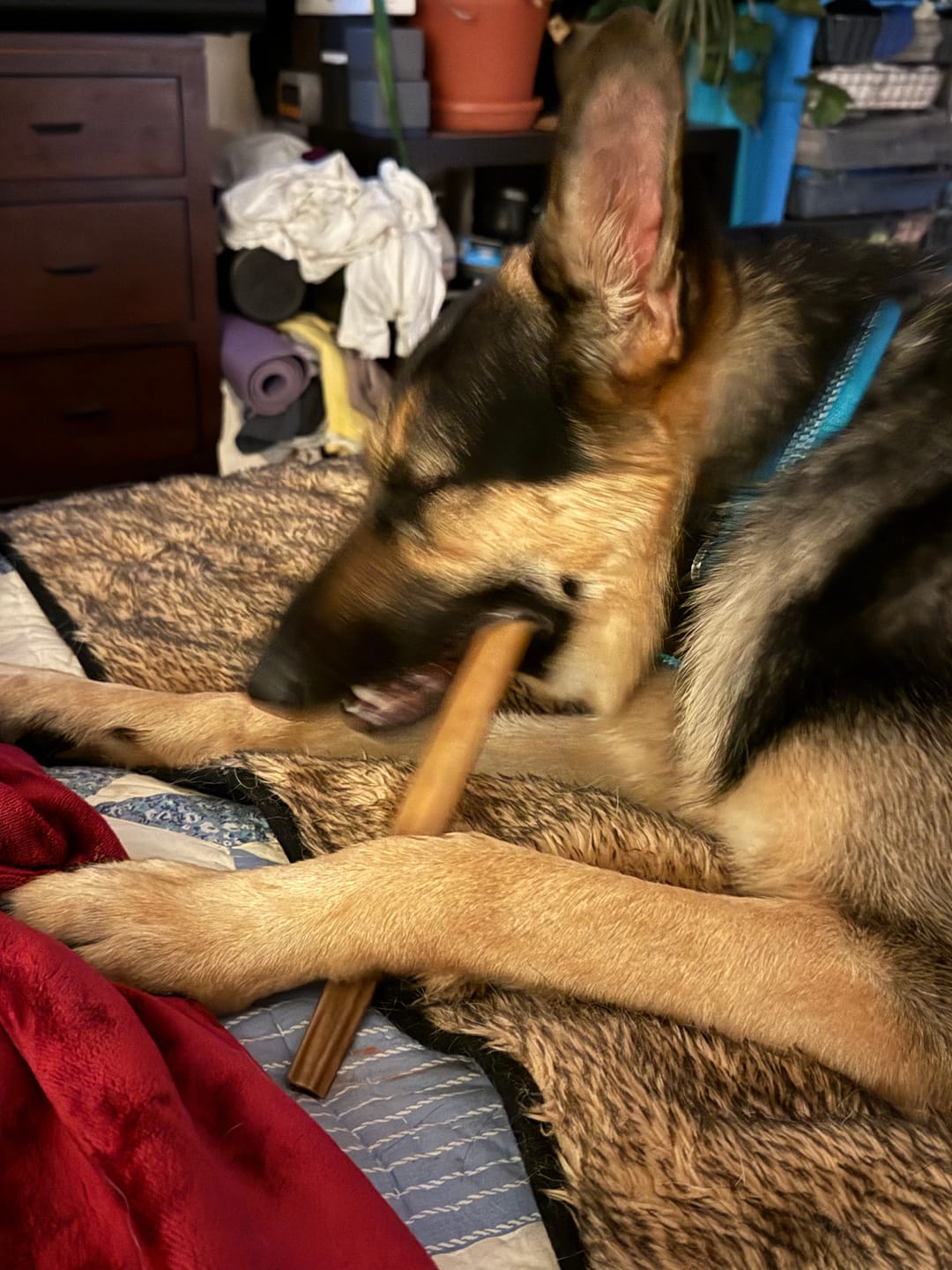 Customer photo review of 6 Inch Jumbo Braided Bully Stick