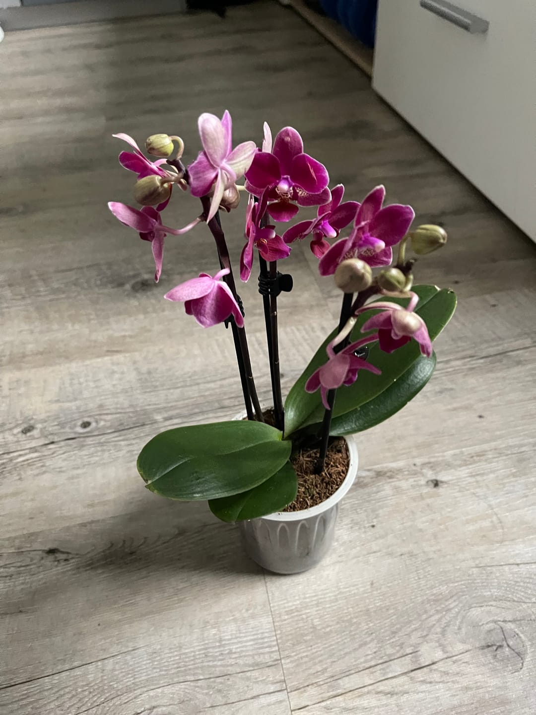 Customer photo review of Table Dance Chamonix mit weinroten Blüten und 2 Rispen