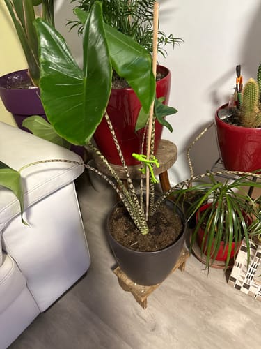 Customer photo review of Mamie-Frog® - Tuteur décoratif