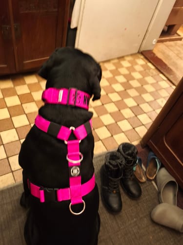Customer photo review of 5cm Lighter Combat® Collar | With Handle Secure Clip - Turquoise x Orange