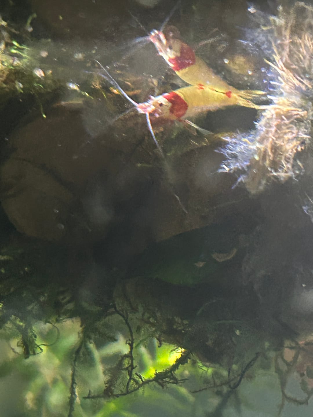 Customer photo review of Crystal Red Shrimp