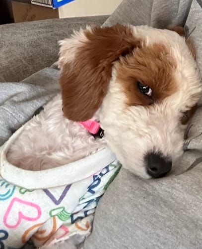 Customer photo review of PuppyPad