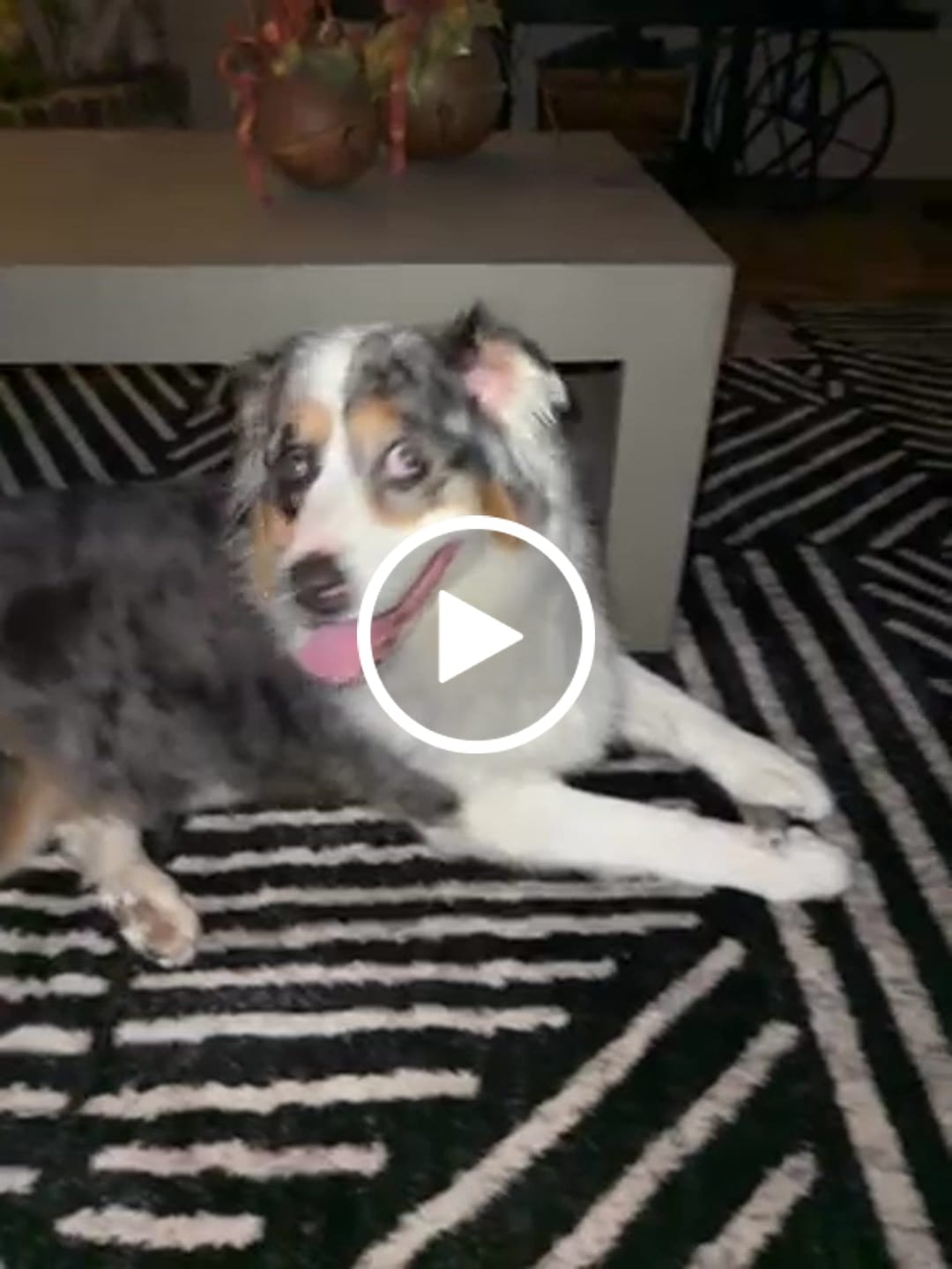 Customer video review of 12-Inch Beef Collagen Sticks