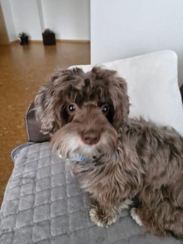 Anette H. review of Barkey™ - Tierfreundliches Anti-Bell Halsband image 1 out of 1