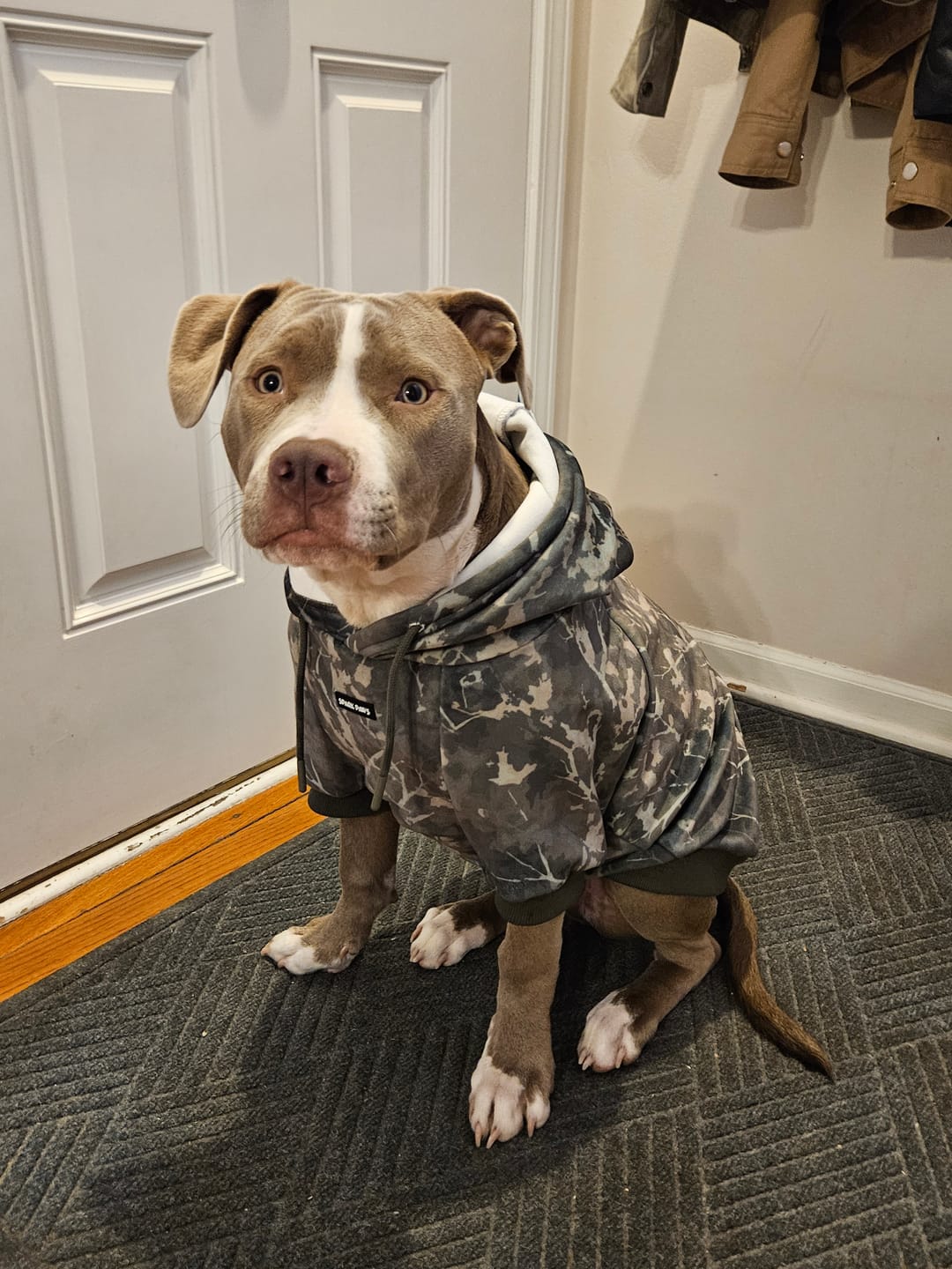 Customer photo review of Concrete Wood Dog Hoodie - Timber