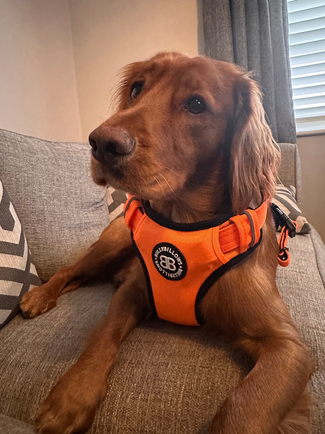 Customer photo review of Comfort Premium Harness | Non Restrictive - Orange